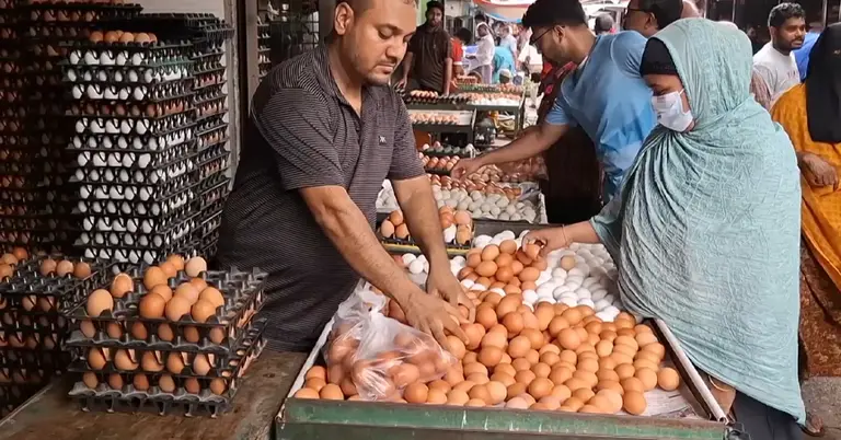 ডিমের ক্রমাগত দরপতনে দিশেহারা খামারিরা